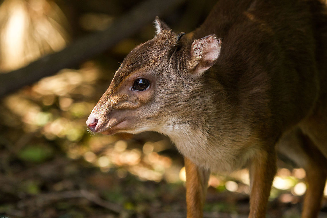 Blue Duiker South Africa&#039;s smallest antelope. Blue Duiker,Geotagged,Philantomba monticola,South Africa,Spring,antelopes,south africa,ungulates