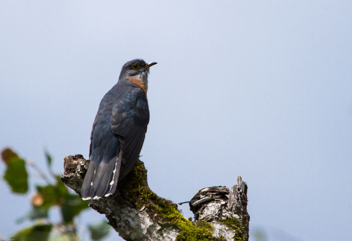 Red-chested cuckoo For the past four years, starting in spring, this cuckoo calls from dawn to dusk near my house. For the past four years I have been trying to get a decent shot. It taunts me, every single day from spring through summer it taunts me. Either being just out of range or hiding behind foliage. For the past four years I have managed a few terrible photos. This is this years offering! Cuculus solitarius,Red-chested Cuckoo,South Africa,birds,cuckoos
