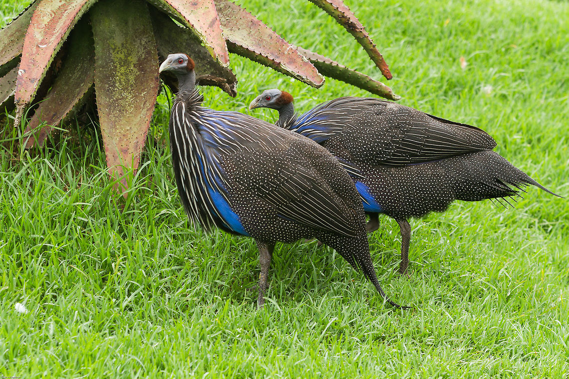 Vulturine Guineafowl Strange, but beautiful!<br />
In captivity, Birds of Eden, South Africa Acryllium vulturinum,Geotagged,South Africa,Spring,Vulturine Guineafowl,africa,birds,guineafowl
