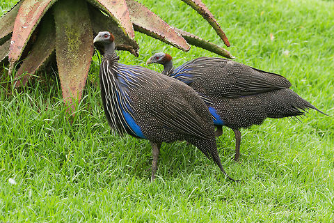 Vulturine Guineafowl Strange, but beautiful!
In captivity, Birds of Eden, South Africa Acryllium vulturinum,Geotagged,South Africa,Spring,Vulturine Guineafowl,africa,birds,guineafowl