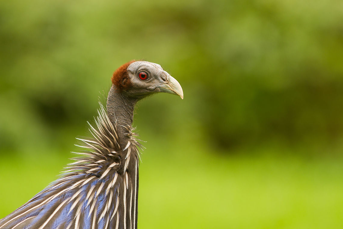 Vulturine guineafowl headshot Taken in captivity, Birds of Eden, South Africa Acryllium vulturinum,Geotagged,South Africa,Spring,Vulturine Guineafowl,africa,birds,south africa