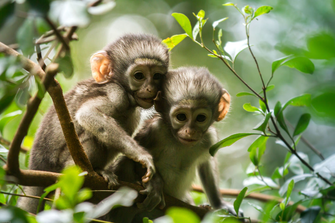 Twin vervet monkeys It is extremely rare for Vervet monkeys to have twins. The only officially recorded incident was in 1946 but both babies died. A total of three possible twin birth have occurred between 1975 and 1991.<br />
It is possible that as these Vervets live in a predator free forest, they had a greater chance of survival.<br />
Take at Monkeyland in South Africa. Chlorocebus pygerythrus,Geotagged,South Africa,Spring,Vervet monkey,monkeys,primates,rare,south africa,twins