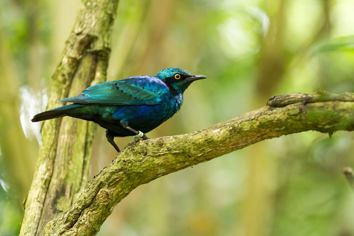 Miombo blue-eared starling No matter how often I see these birds, the intensity of their colour always amazes me. Cape starling,Geotagged,Lamprotornis elisabeth,Lamprotornis nitens,Miombo blue-eared starling,South Africa,Spring,birds,south africa,starling