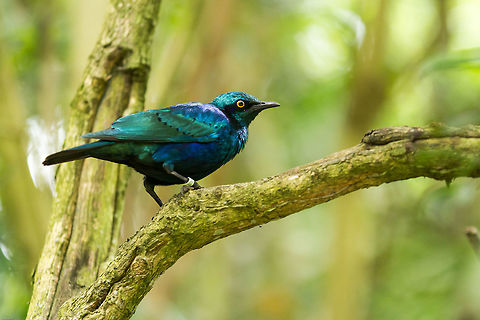 Miombo blue-eared starling No matter how often I see these birds, the intensity of their colour always amazes me. Cape starling,Geotagged,Lamprotornis elisabeth,Lamprotornis nitens,Miombo blue-eared starling,South Africa,Spring,birds,south africa,starling