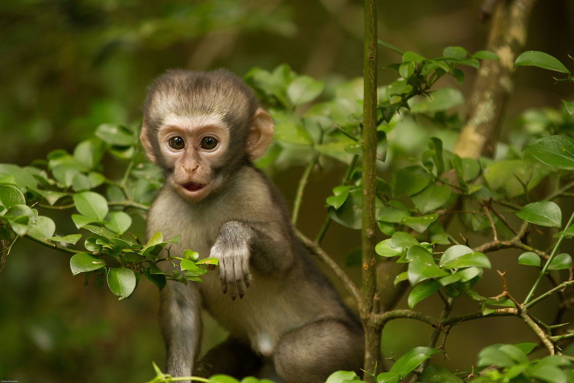 Vervet baby This so needs a caption! Chlorocebus pygerythrus,Geotagged,South Africa,Spring,Vervet monkey,africa,monkeys,primates,south africa