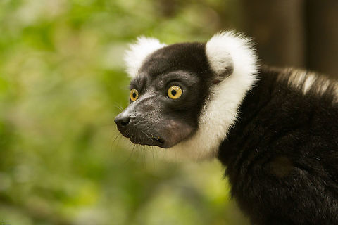Black and White ruffed lemur With a mouthful! This lemur is now almost three years old. It broke it's nose shortly after birth but suffered no consequences from it. Living semi-wild at a sanctuary in South Africa Black-and-white ruffed lemur,Geotagged,South Africa,Spring,Varecia variegata,lemurs,madagascar,primates,prosimians,south africa