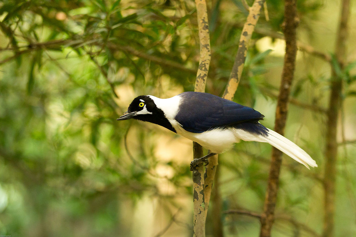 White-tailed jay Such beautiful birds. You may notice this one has the tip of its top beak broken off. it has been like that for years but still survives. When I took this photo it was angrily seeing off a hornbill.<br />
Living semi-wild in a bird sanctuary in South Africa. Cyanocorax mystacalis,Geotagged,South Africa,Spring,White-tailed jay,birds,south africa,south america