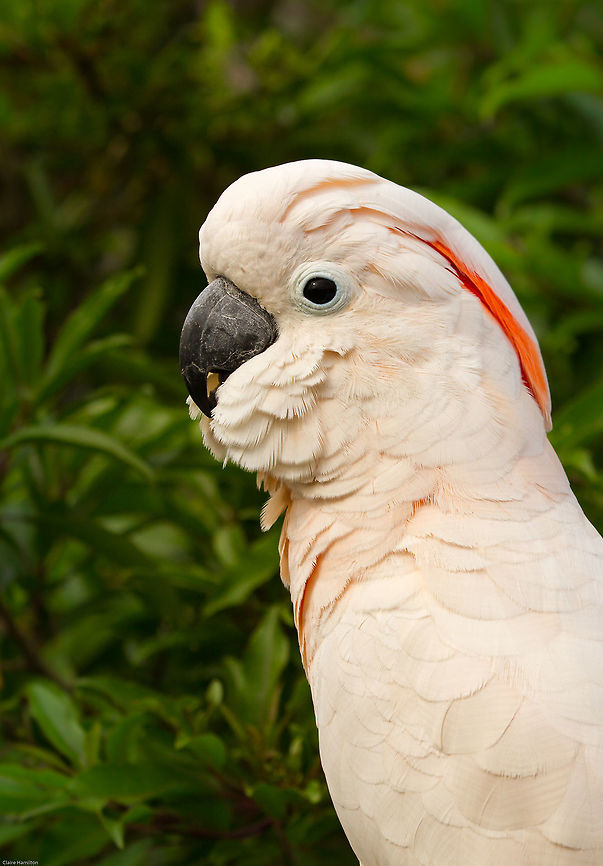 Moluccan Cockatoo Not a pet per se, but an ex pet undergoing a transition to become part of a flock, albeit in captivity.<br />
Moluccans make terrible pets, males especially can be highly aggressive. The noise they make is comparable to a 747 jumbo jet which emits 140 decibels. A moluccan can hit 135 decibels!<br />
There is a great example here:-<br />
<a href="http://www.mytoos.com/noise.shtml" rel="nofollow">http://www.mytoos.com/noise.shtml</a><br />
<br />
I was fortunate enough some years ago to see Moluccans in the wild on the island of Seram in Moluku. Unfortunately at that time I knew nothing about either photography or birds so an opportunity badly missed. Maybe one day I shall return. Cacatua moluccensis,Geotagged,Moluku,Salmon-crested cockatoo,South Africa,Spring,cockatoos,noisy birds,parrots,psittacines