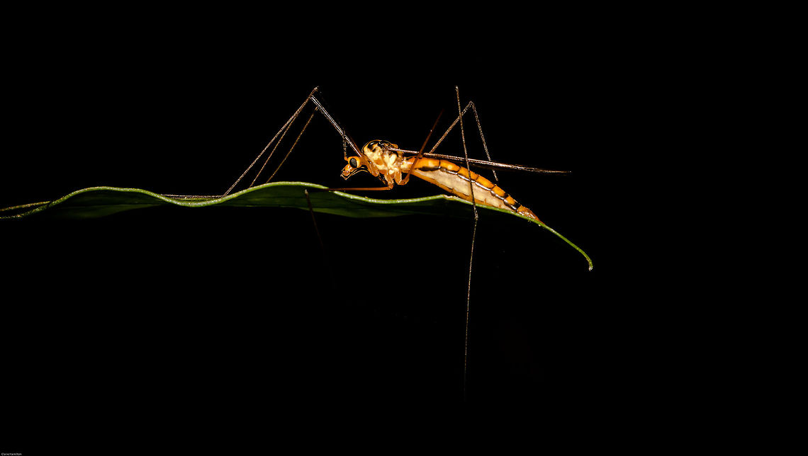 Cranefly I think Family Limoniidae but not 100% sure Geotagged,South Africa,Spring,craneflies,diptera,insects,limoniidae,south africa