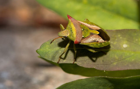 Pretty Stink bug Also known as 'shield bugs'. Stink bugs are so called as they have glands in their thoraces between the first and second pair of legs which produce a foul-smelling liquid, which is used defensively to deter potential predators and is sometimes released when the bugs are handled carelessly.
I can't seem to identify this one other than Family Pentatomoidea Geotagged,Pentatomoidea,South Africa,Spring,Stink bugs,Veterna,bugs,grass stink bugs,hemiptera,insects,shield bugs
