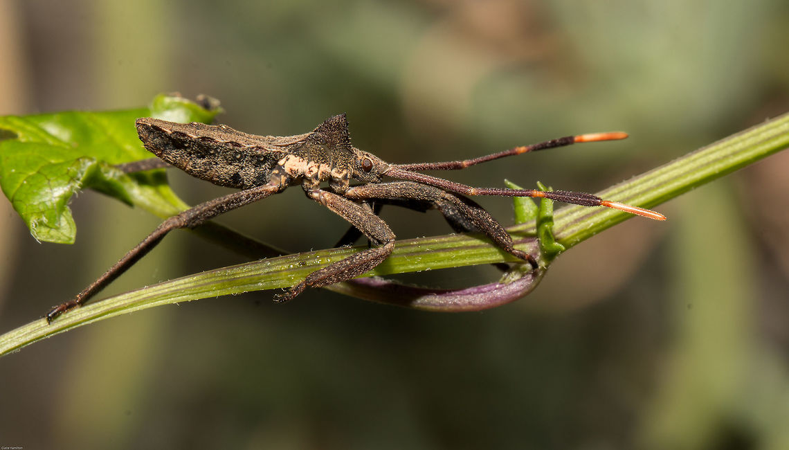 Twig wilter Still working on and ID Coreida,Coreoidea,Geotagged,Heteroptera,South Africa,Spring,bugs,insects,south africa,twig wilters