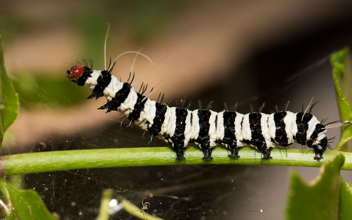 Beautiful Tiger No, not a large fierce cat, but the larvae of a rather beautiful moth.<br />
I found 5 of these beauties in the garden this morning but by the time I had researched what they were, they had disappeared. How on earth do you lose 5 x 5cm long black and white caterpillars in a sea of green? I shall have to keep a look out for when they emerge in all their glory:-<br />
<a href="http://www.africanmoths.com/pages/EREBIDAE/ARCTIINAE/arctiinae/amphicallia" rel="nofollow">http://www.africanmoths.com/pages/EREBIDAE/ARCTIINAE/arctiinae/amphicallia</a> bellatrix.html Amphicallia bellatrix,Beautiful Tiger,Geotagged,South Africa,Spring,lepidoptera,moths,south africa