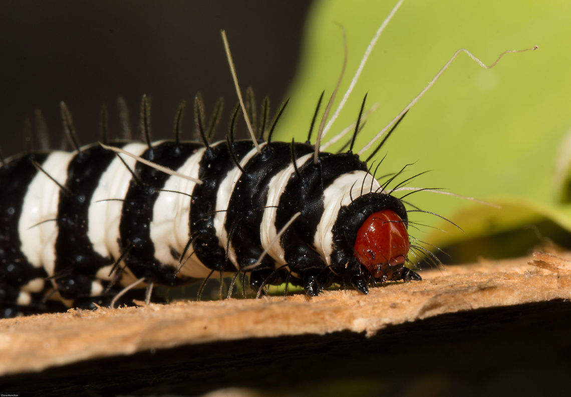 Beautiful Tiger (2) No, not a large fierce cat, but the larvae of a rather beautiful moth.<br />
I found 5 of these beauties in the garden this morning but by the time I had researched what they were, they had disappeared. How on earth do you lose 5 x 5cm long black and white caterpillars in a sea of green? I shall have to keep a look out for when they emerge in all their glory:-<br />
<a href="http://www.africanmoths.com/pages/EREBIDAE/ARCTIINAE/arctiinae/amphicallia" rel="nofollow">http://www.africanmoths.com/pages/EREBIDAE/ARCTIINAE/arctiinae/amphicallia</a> bellatrix.html Amphicallia bellatrix,Beautiful Tiger,Geotagged,South Africa,Spring,lepidoptera,moths,south africa