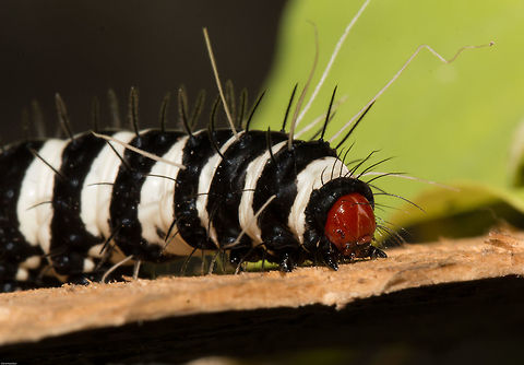 Beautiful Tiger (2) No, not a large fierce cat, but the larvae of a rather beautiful moth.
I found 5 of these beauties in the garden this morning but by the time I had researched what they were, they had disappeared. How on earth do you lose 5 x 5cm long black and white caterpillars in a sea of green? I shall have to keep a look out for when they emerge in all their glory:-
http://www.africanmoths.com/pages/EREBIDAE/ARCTIINAE/arctiinae/amphicallia bellatrix.html Amphicallia bellatrix,Beautiful Tiger,Geotagged,South Africa,Spring,lepidoptera,moths,south africa