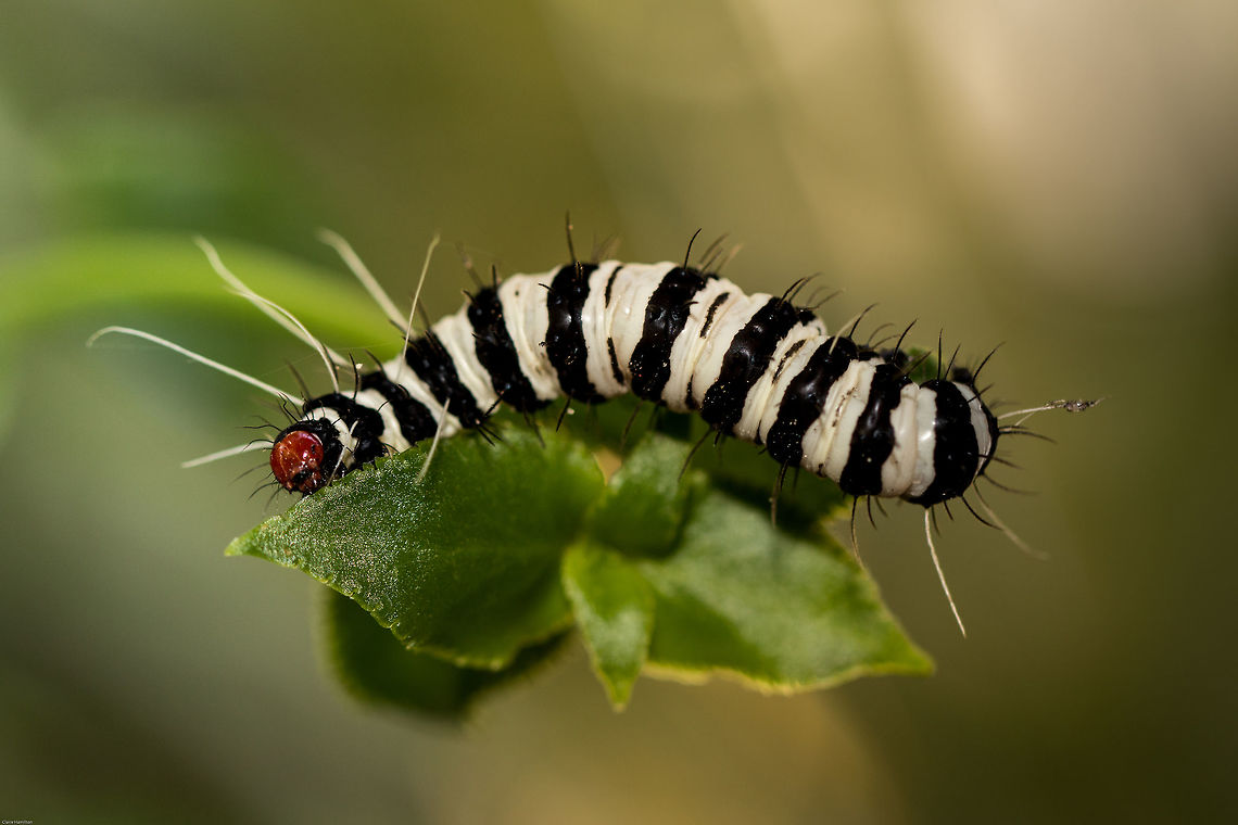 Beautiful Tiger (3) No, not a large fierce cat, but the larvae of a rather beautiful moth.<br />
I found 5 of these beauties in the garden this morning but by the time I had researched what they were, they had disappeared. How on earth do you lose 5 x 5cm long black and white caterpillars in a sea of green? I shall have to keep a look out for when they emerge in all their glory:-<br />
<a href="http://www.africanmoths.com/pages/EREBIDAE/ARCTIINAE/arctiinae/amphicallia" rel="nofollow">http://www.africanmoths.com/pages/EREBIDAE/ARCTIINAE/arctiinae/amphicallia</a> bellatrix.html Amphicallia bellatrix,Geotagged,LEPIDOPTERA,MOTHS,SOUTH AFRICA,South Africa,Spring,bEAUTIFUL tIGER