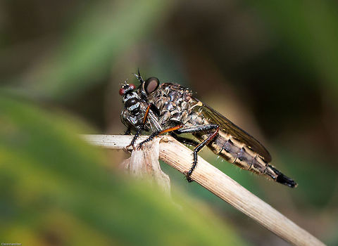 Robber fly- with the fly it 'stole' Robber fly is Genus Asilidae but I can't really do better than that from this photo. Lunch is Genus Anthomyia Diptera,Geotagged,South Africa,Spring,anthomyia,asilidae,flies,insects,south africa