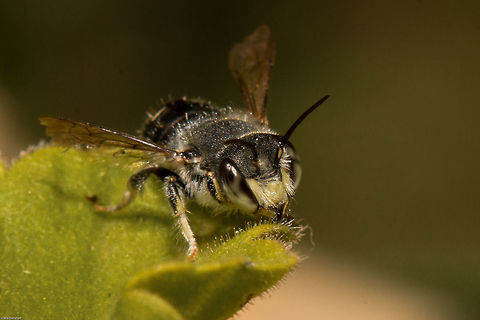 Leaf-cutter bee Megachilidae in the tribe Anthidini but I can't get better than that I'm afraid. Thought it had such a pretty face! Geotagged,South Africa,Spring,bees,hymenoptera,insects,south africa