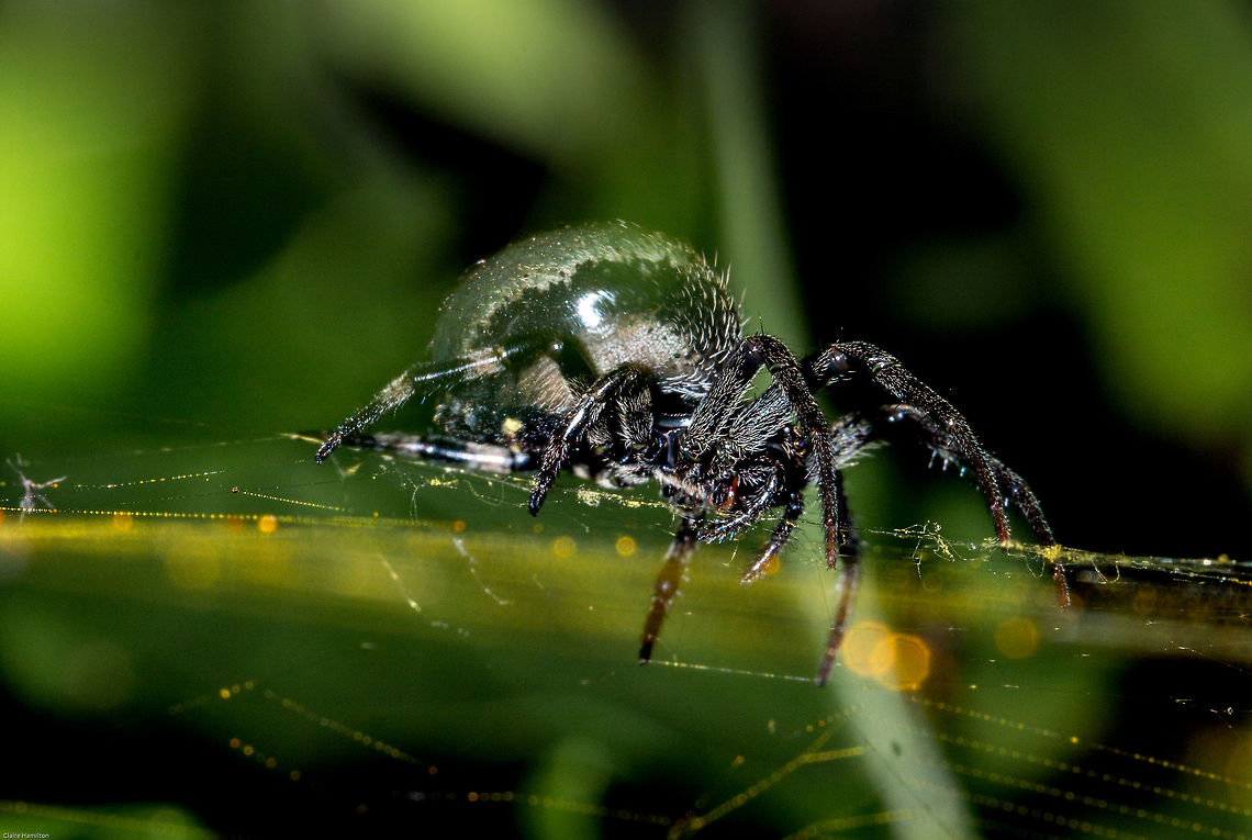 Green hairy field spider  I was hoping for a better photo but these spiders hide in a retreat, only coming out when there is something edible in the web and oh boy is he quick! Anyway, he has now disappeared. This is the only hairy field spider I have seen that has such a glorious golden web.<br />
 Geotagged,Green hairy field spider,Neoscona rufipalpis,South Africa,Spring,arachnids,hairy field spiders,neoscona,spiders