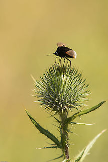 Bee fly Strange looking fly easily spotted with its white bottom ( I will post a 'bum shot'!) Bombomyia discoidea,Geotagged,South Africa,Summer,bee flies,diptera,flies,insects,south africa