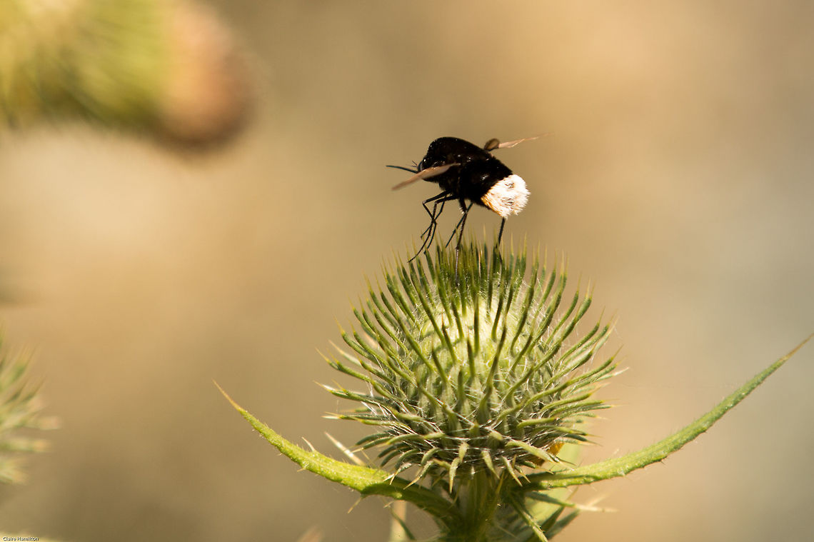 Bee fly 'bum shot' Here you can see the distinctive white bottom! Bombomyia discoidea,Geotagged,South Africa,Summer,bee flies,diptera,flies,insects,south africa