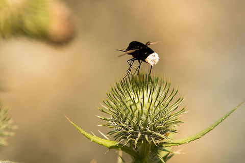 Bee fly 'bum shot' Here you can see the distinctive white bottom! Bombomyia discoidea,Geotagged,South Africa,Summer,bee flies,diptera,flies,insects,south africa