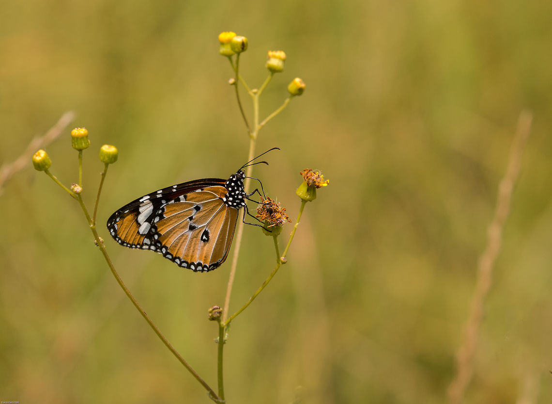 African monarch  African Monarch,Danaus chrysippus,Geotagged,Lepidoptera,South Africa,Summer,butterflies