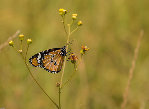 African monarch  African Monarch,Danaus chrysippus,Geotagged,Lepidoptera,South Africa,Summer,butterflies