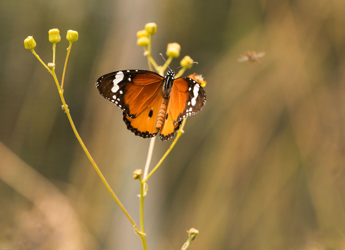 African monarch Such a joy to see these butterlies around at the moment African Monarch,Danaus chrysippus,Geotagged,Lepidoptera,South Africa,Summer,butterflies