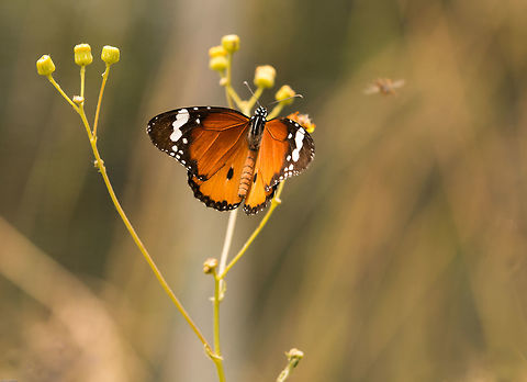 African monarch Such a joy to see these butterlies around at the moment African Monarch,Danaus chrysippus,Geotagged,Lepidoptera,South Africa,Summer,butterflies