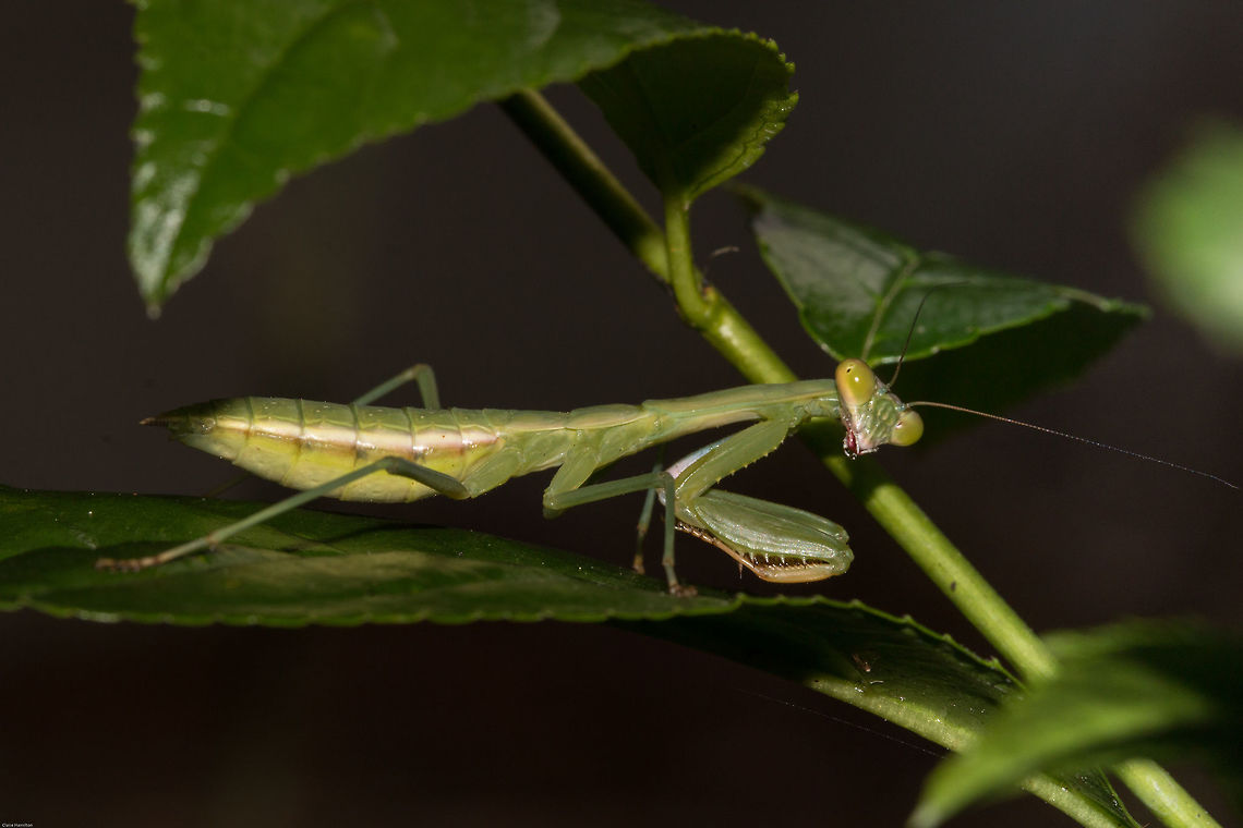 Giant mantis Although fairly common in these parts, this was the first time I have actually seen one. I first noticed one when it caught and ate a beautiful swallowtail butterfly which kind of put me off them a bit! Yes I did take photos but I happened to be trying out a new lens at the time and completely messed them up!!! African mantis,Geotagged,South Africa,Sphodromantis gastrica,Summer,insects,mantids,mantodea,south africa