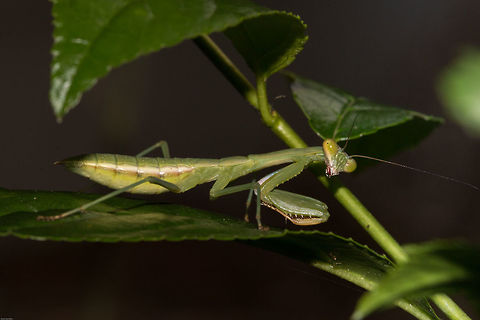 African mantis
