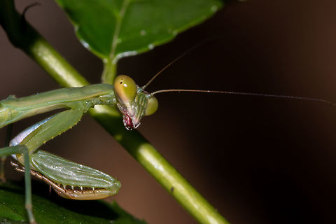 Mantis - the face of a fearsome predator I always thought of mantids being unusual and beautiful, but seeing them close up...very sinister indeed! African mantis,Geotagged,South Africa,Sphodromantis gastrica,Summer,insects,mantids,mantodea,south africa
