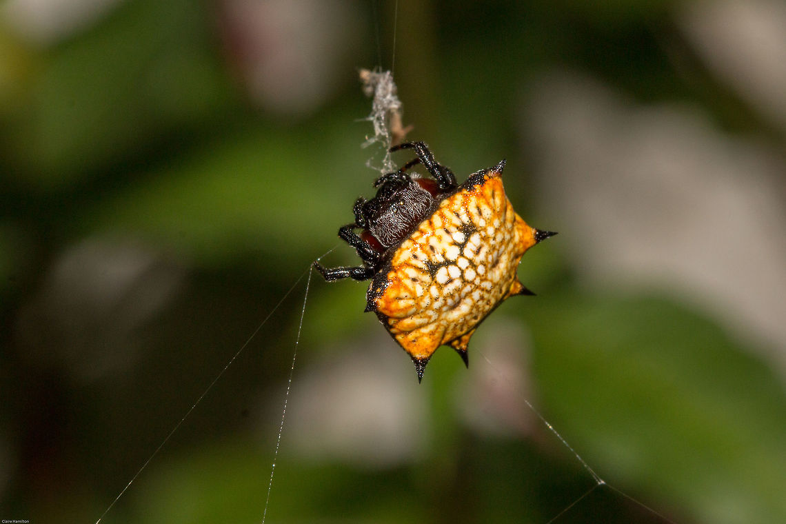 Box kite spider (Isoxya sp.) Thrilled to find this in my garden recently although I have yet to be able to positively identify it even though there are only 5 species in South Africa<br />
Isoxya belongs to the family of orb weavers Araneidea.  These are small spiders measuring 5-7mm with the male being smaller than the female.  Geotagged,Isoxya tabulata,South Africa,Summer,arachnids,araneidae,isoxya,orb-weavers,spiders