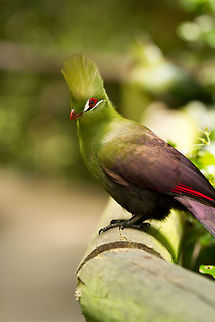 Green turaco Turacos are such magnificent birds, this one snapped at a bird sanctuary in South Africa, they are normally found in West and Central Africa. Geotagged,Guinea Turaco,South Africa,Spring,Tauraco persa,birds,green turaco,turacos