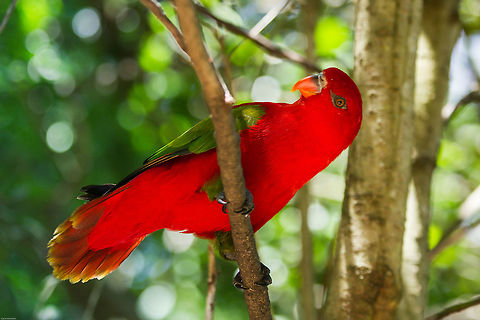 Chattering lory The most insane red I have ever seen in a bird. This one is in captivity in a bird park/sanctuary in South Africa but their normal range would be in North Maluku, Indonesia.  Chattering Lory,Geotagged,Indonesia,Lorius garrulus,South Africa,Summer,birds,captive