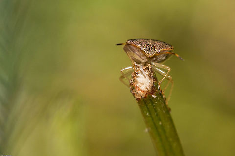 Stink bug head shot Love those eyes! Geotagged,South Africa,Summer,bugs,hemiptera,insects,shield bugs,south africa,stink bugs