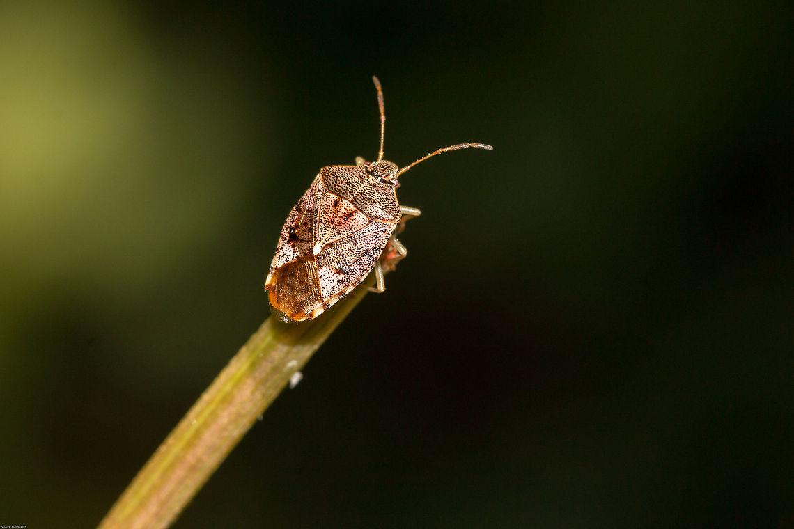 Stink bug I thought this was a grass stink bug (Veterna sp.) but it doesn&#039;t have the characteristic spines on the thorax so I am left with no clue. Small, less than 1cm long. Bugs,Geotagged,South Africa,Summer,Winter,hemiptera,insects,shield bugs,south africa,stink bugs