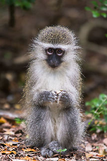 Innocence? Young vervet pretending not to be a cheeky monkey. Chlorocebus pygerythrus,Geotagged,South Africa,Spring,Vervet monkey,monkeys,primates,south africa