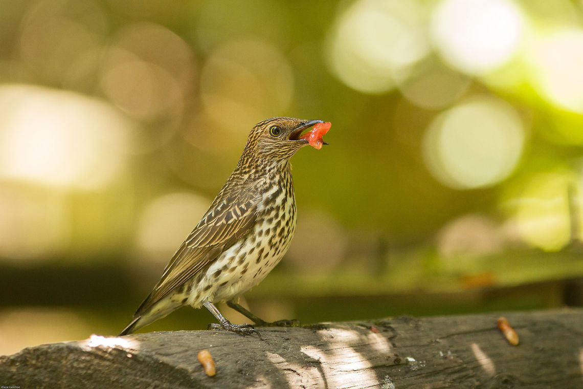 Violet-backed starling Sexual dimorphism never fails to amaze me. Who would have thought that this rather thrush like bird would in fact be the female version of the astoundingly coloured violet-backed starling.<br />
Whilst these birds do occur in South Africa, alas not in these parts and so this was photographed in captivity. Cinnyricinclus leucogaster,Violet-backed starling,birds,captive,sexual dimorphism,south africa,starlings,sturnidae