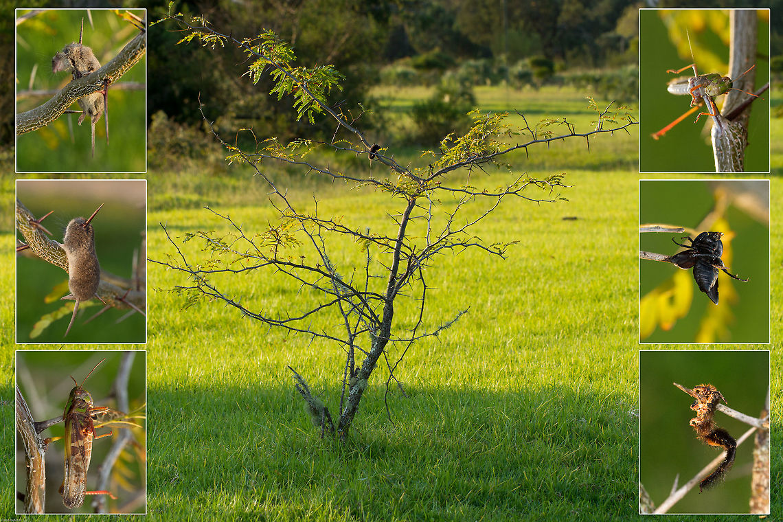 The 'Butcher bird's' butchery! The Common Fiscal is also known as the 'Butcher bird' after its habit of impaling its prey onto the thorns of an acacia tree. Today I came across this, a small acacia decorated with the corpses of the days catch. I have never seen anything quite like it. Had the bird not been in the tree along with the vole I probably would never have noticed.<br />
Today's menu included a vole, several grasshoppers in varying stages of dying and decomposing (yes, one was still alive), a caterpillar (I think) and a beetle.  Gross, but fascinating! Butcher bird,Fall,Feeding,Geotagged,Lanius collaris,South Africa,Southern Fiscal,Spring,birds,predators,prey,south africa