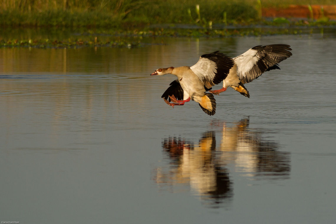 Landing gear down One of those lucky shots, I was trying to photograph something else when these two caught my eye coming in to land. No time to focus or anything so pretty pleased it came out! Alopochen aegyptiacus,Egyptian Goose,Fall,Geotagged,South Africa,birds,geese,south africa,water birds