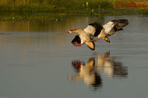 Landing gear down One of those lucky shots, I was trying to photograph something else when these two caught my eye coming in to land. No time to focus or anything so pretty pleased it came out! Alopochen aegyptiacus,Egyptian Goose,Fall,Geotagged,South Africa,birds,geese,south africa,water birds
