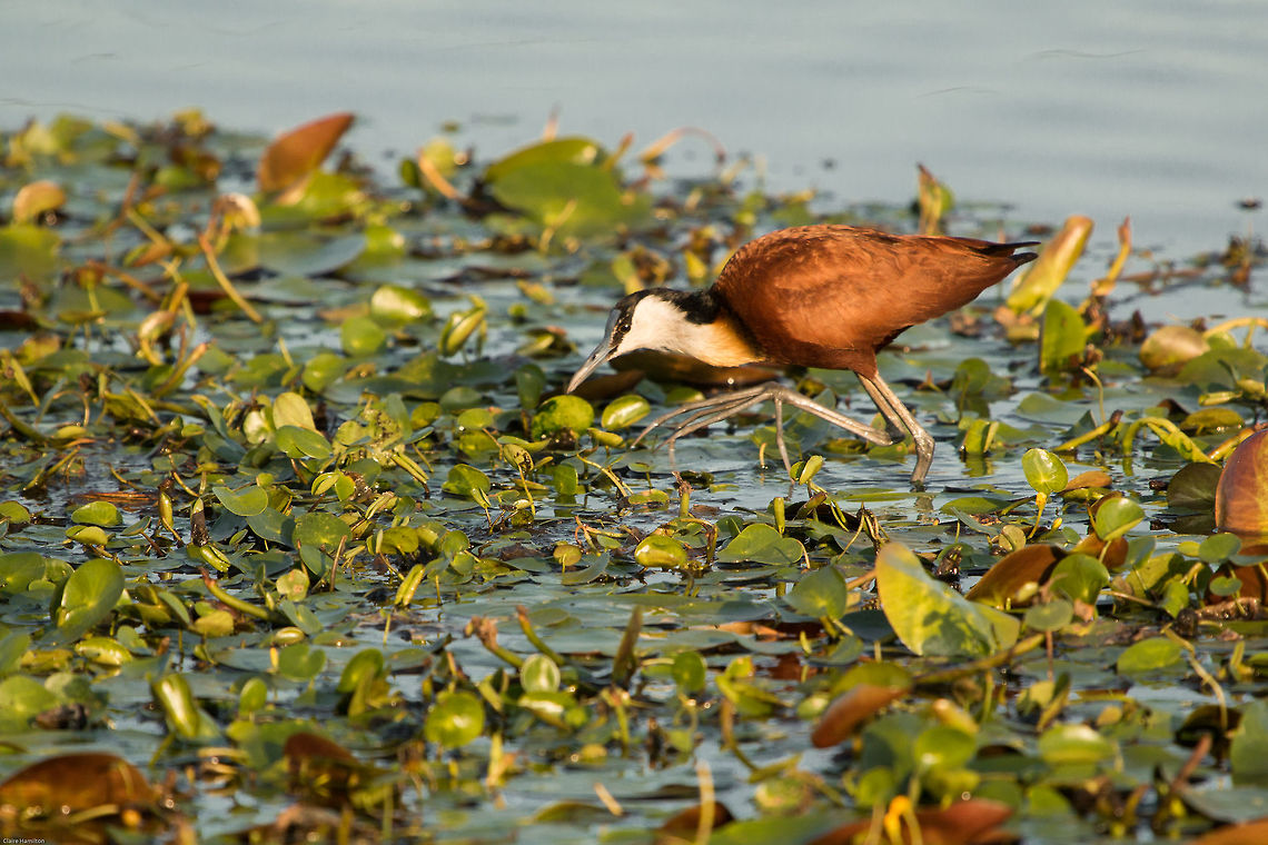 Jacana - aka 'Big Foot' I was absolutely thrilled to spot this bird on the local pond yesterday as I have always wanted to see one, those feet are incredible! Not easy to photograph as it was very nervous and would not stand still. Hopefully it will hang around and I can get some better photos. Actophilornis africanus,African jacana,Fall,Geotagged,South Africa,birds,south africa,waders,water birds