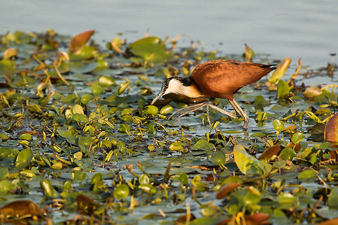 Jacana - aka 'Big Foot' I was absolutely thrilled to spot this bird on the local pond yesterday as I have always wanted to see one, those feet are incredible! Not easy to photograph as it was very nervous and would not stand still. Hopefully it will hang around and I can get some better photos. Actophilornis africanus,African jacana,Fall,Geotagged,South Africa,birds,south africa,waders,water birds