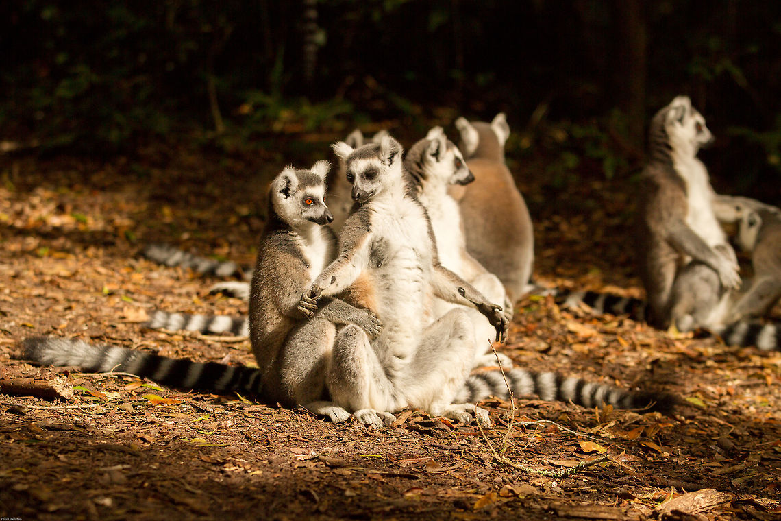 Loving the sun It&#039;s been a while since King Julian made an appearance, so here are a bunch of them! Soaking up the sunshine on a lovely warm winters day. These lemurs are captive albeit free-roaming in a sanctuary in South Africa. Fall,Geotagged,Lemur catta,Ring-tailed lemur,South Africa,lemurs,primates,prosimians