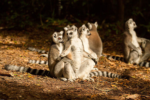 Loving the sun It's been a while since King Julian made an appearance, so here are a bunch of them! Soaking up the sunshine on a lovely warm winters day. These lemurs are captive albeit free-roaming in a sanctuary in South Africa. Fall,Geotagged,Lemur catta,Ring-tailed lemur,South Africa,lemurs,primates,prosimians