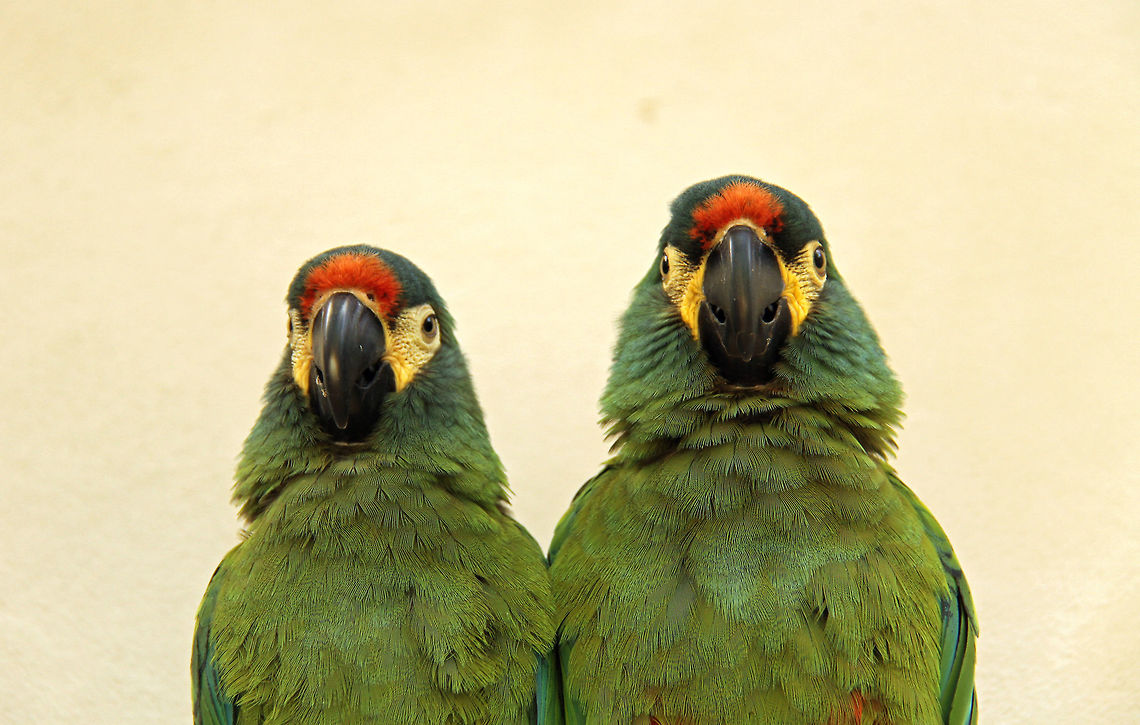 The line-up Going through some old photos I came across this. Made me laugh...&#039;It was him officer, the one on the right, number 2!&#039;<br />
As we only have one photo of an Illiger I thought I may as well add another! Blue-winged Macaw,Geotagged,Illiger macaw,Primolius maracana,South Africa,Spring,birds,macaws,parrots