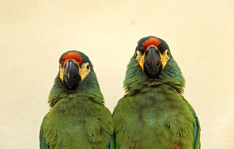 The line-up Going through some old photos I came across this. Made me laugh...'It was him officer, the one on the right, number 2!'
As we only have one photo of an Illiger I thought I may as well add another! Blue-winged Macaw,Geotagged,Illiger macaw,Primolius maracana,South Africa,Spring,birds,macaws,parrots