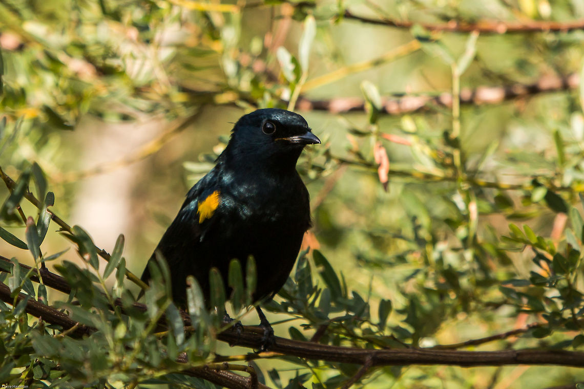 Black cuckooshrike Unexpected visitor this afternoon, never seen one before so made my day. This is the male which looks completely different to the female which is more beige streaked with yellow. I think I saw it earlier but too deep in the trees to get a photo. I shall have to keep my eyes peeled! Black cuckooshrike,Campephaga flava,Geotagged,South Africa,Winter,birds,cuckooshrikes,south africa