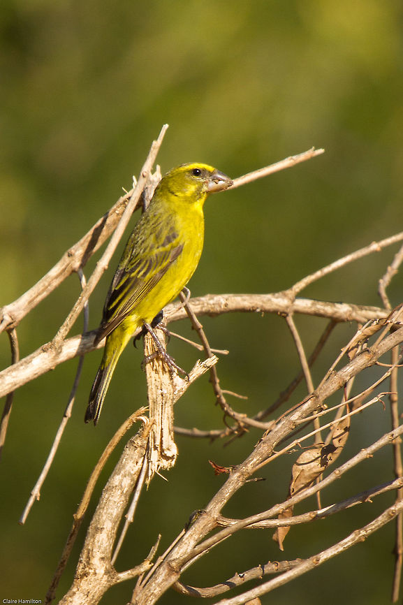 Brimstone canary These birds are generally found singly or in pairs, but I was fortunate enough to see a whole flock which confused me a bit. They were feeding on a compost heap where there were a lot of discarded seeds, so obviously the word had got out! Very shy birds and I was unable to get a good vantage point to photo the whole flock feeding, but they always seemed to keep a few on lookout, like this one. Brimstone Canary,Brimstone canary,Crithagra sulphurata,Geotagged,Serinus sulphuratus,South Africa,Winter,birds,canaries,south africa